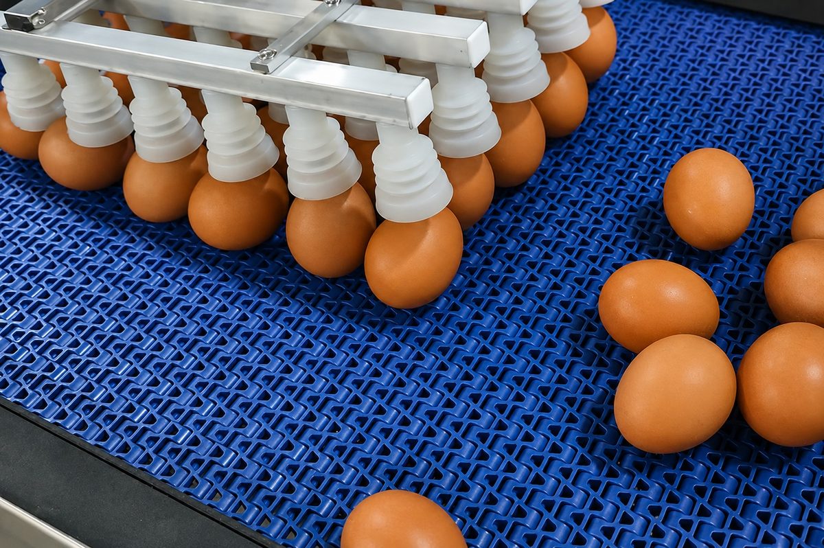 Vacuum lifting system gently picking up 30 eggs at a time